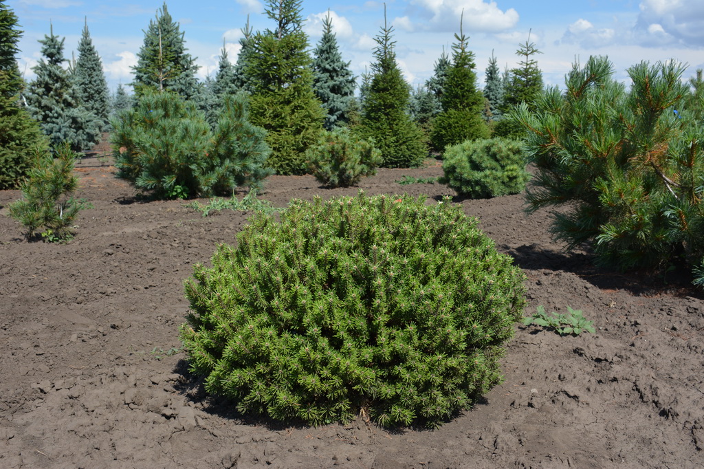 Pinus mugo `Brevifolia` (3).JPG